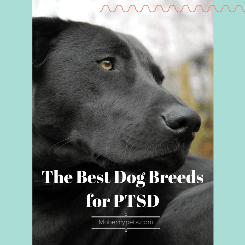 Best Dog Breeds for PTSD