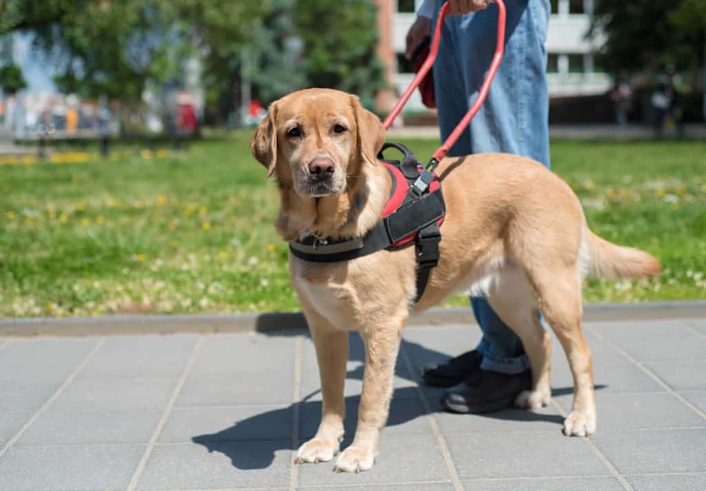 How To Get A Service Dog If You Have A Disability