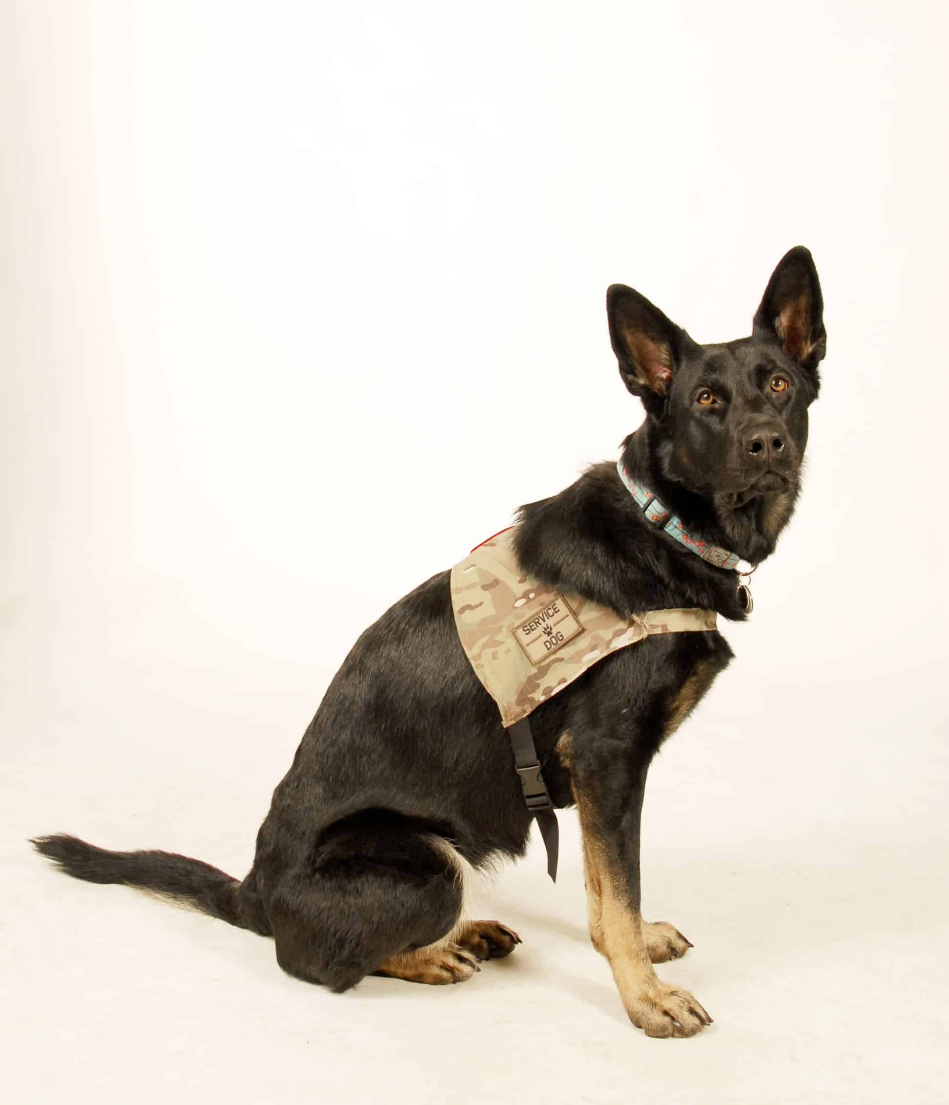 Meet Taika, Service Dog