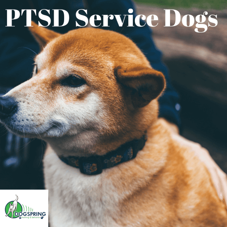 PTSD Service Dogs