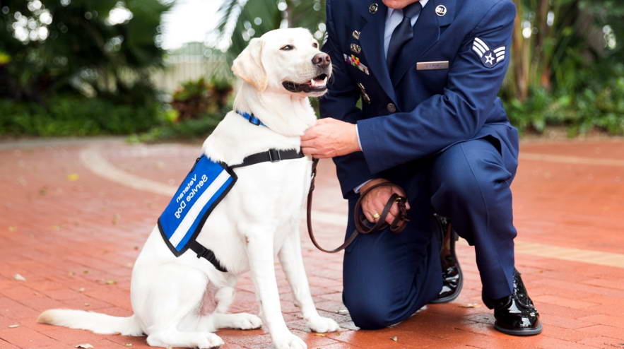 Service Dog For Veterans With Ptsd