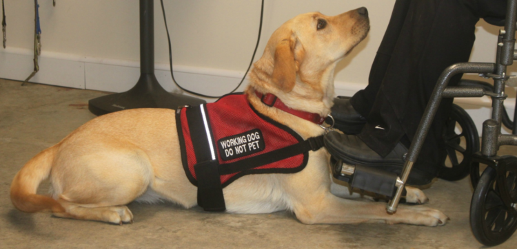 Service Dog Requirements